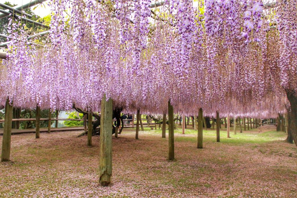 九州河內藤園