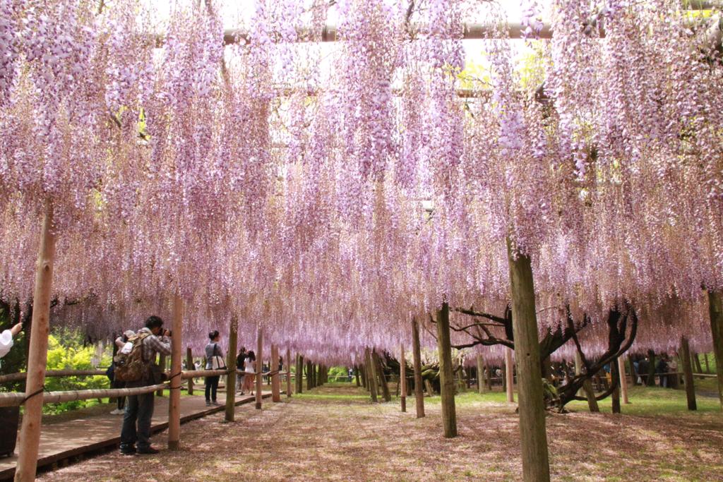 九州河內藤園