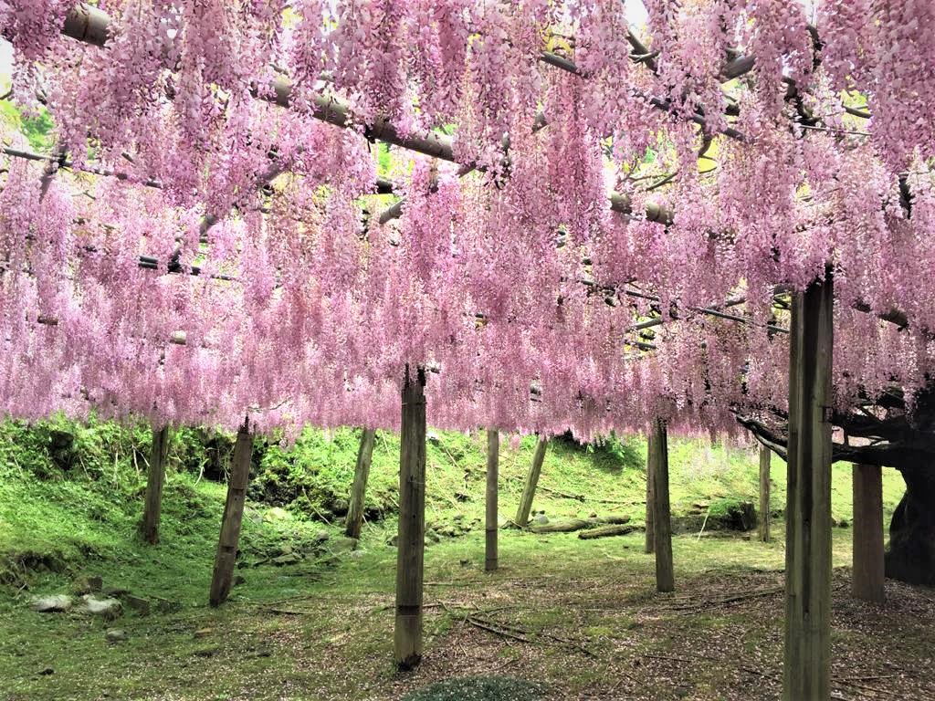 九州河內藤園