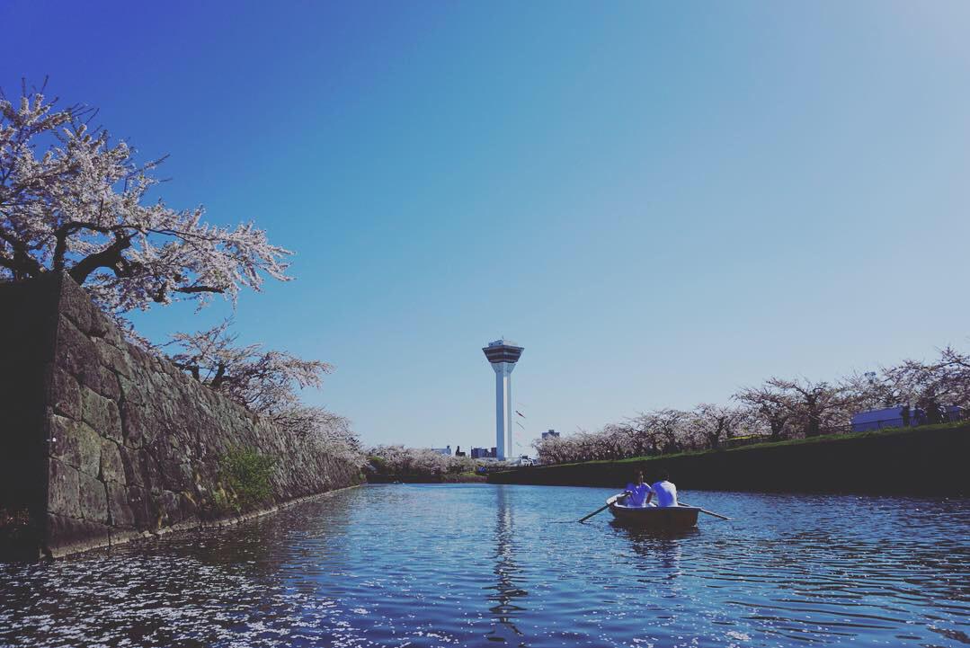 五稜郭公園櫻花