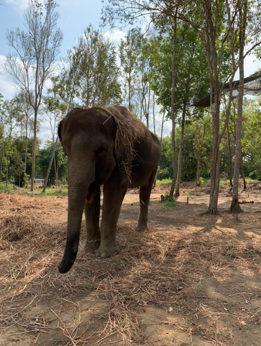 動物園-大象