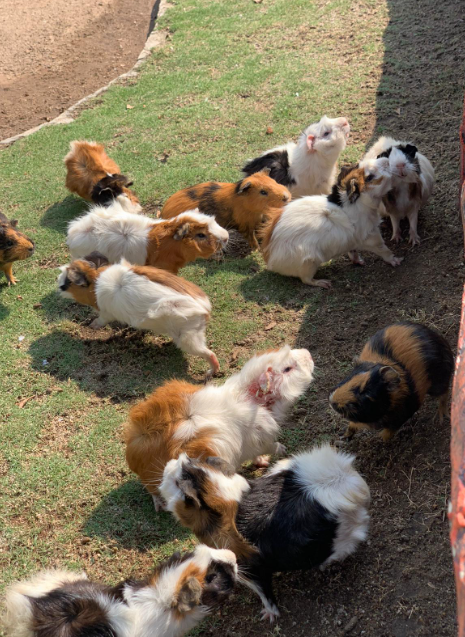 動物園-小動物