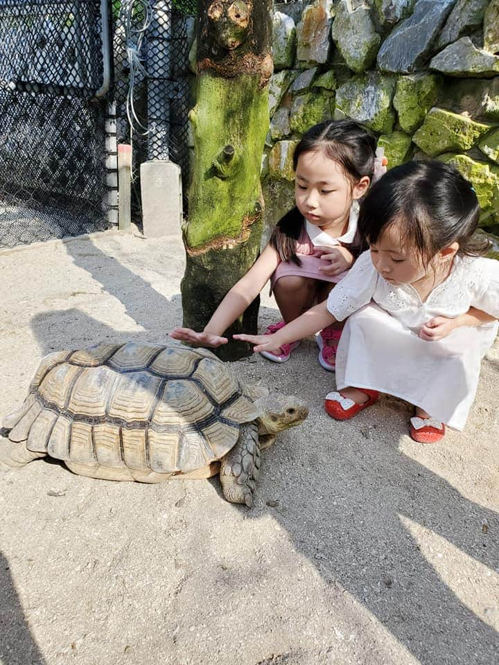 小動物