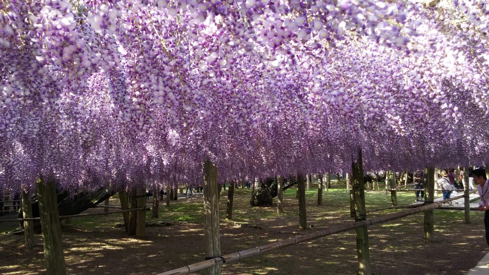 河內藤園