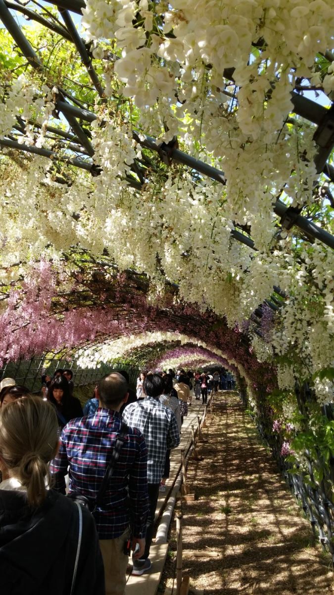 河內藤園