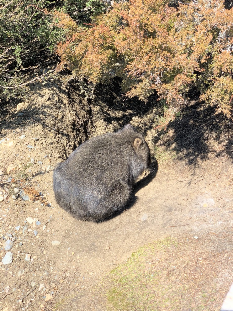 野生袋熊