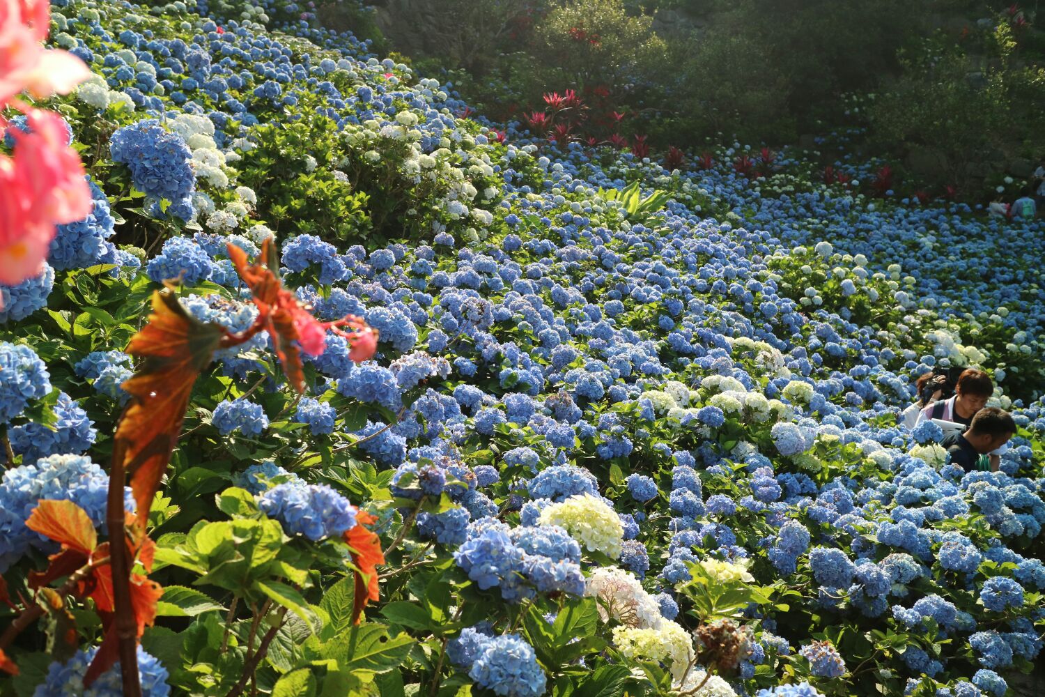 饒平名繡球花園