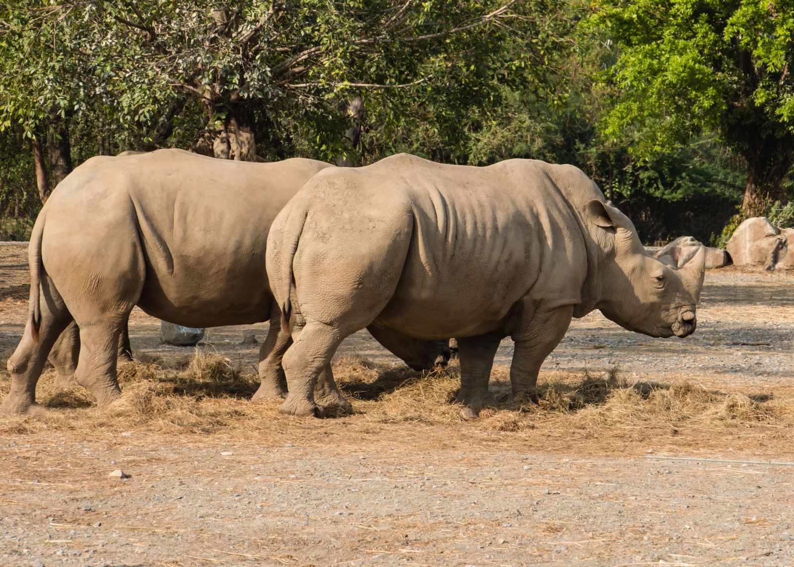 A rhinoceros at the safari world, bangkok thailand