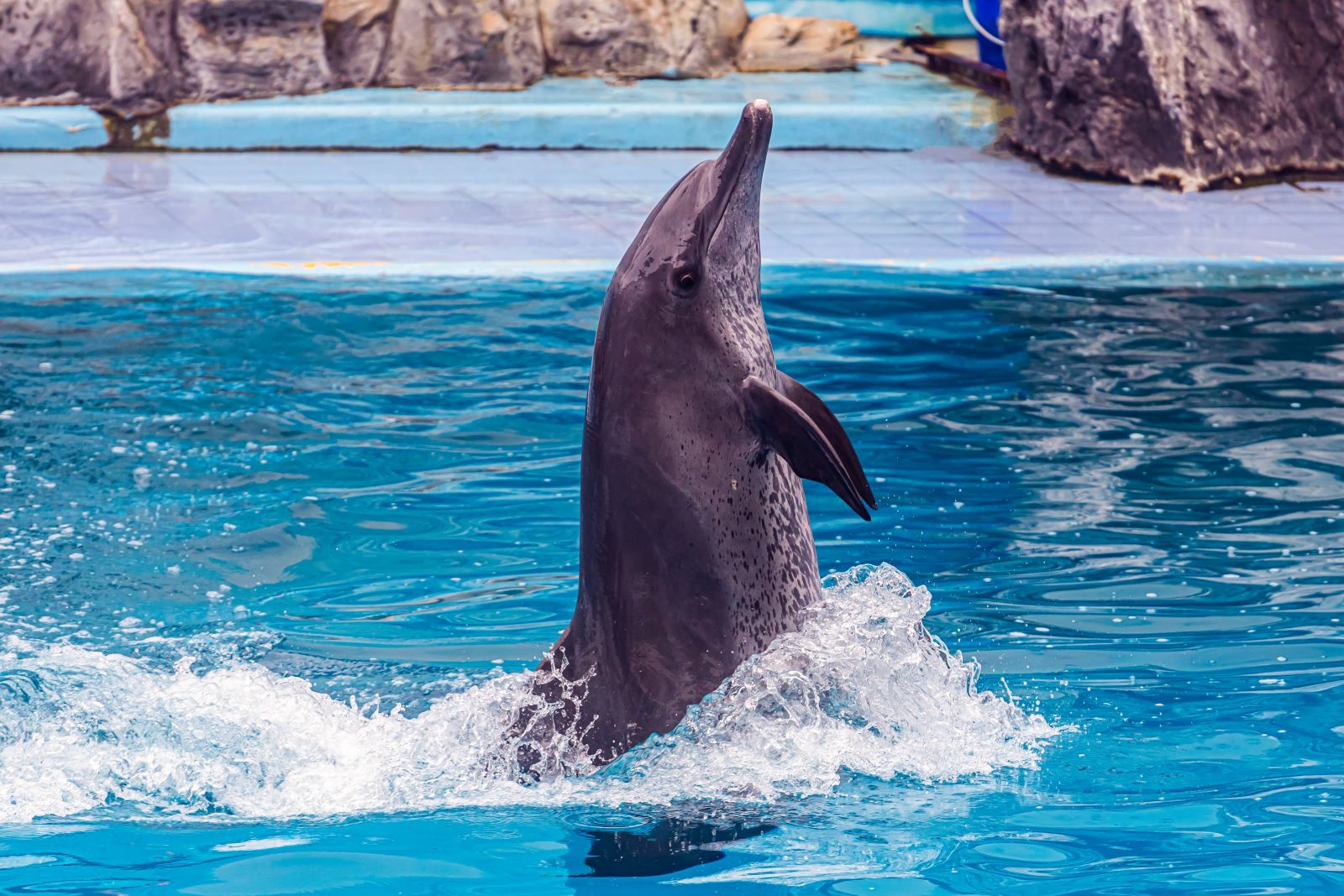 watching-dolphin-performances-safari-world-park-bangkok-thailand