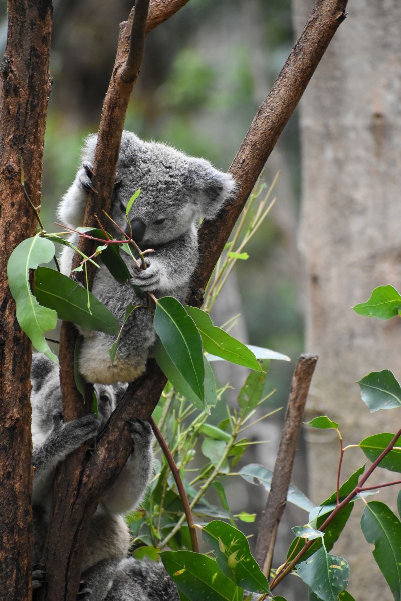 Currumbin Wildlife Sanctuary