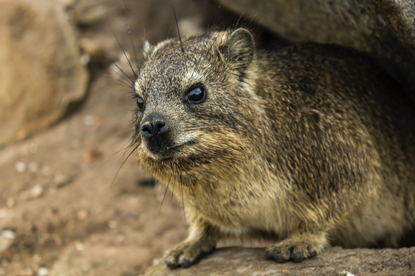 Dassie