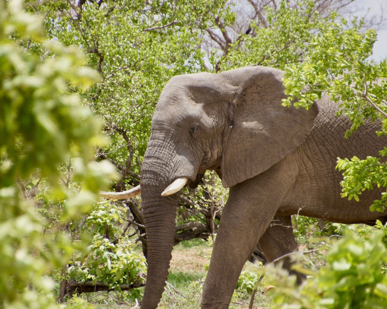 Kruger-National-Park