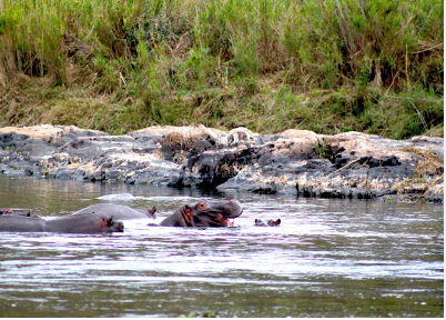 animal in river