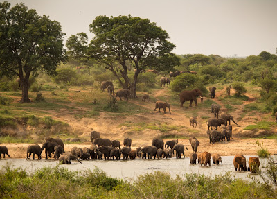 elephants