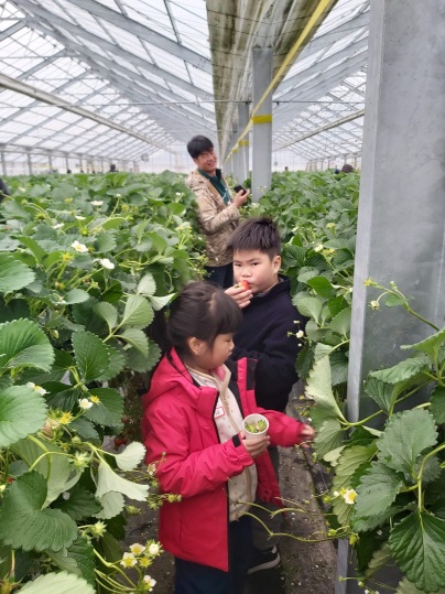 strawberry picking