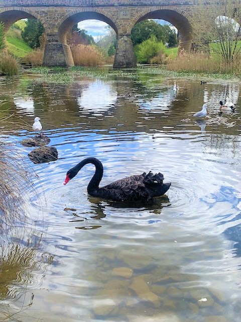 swan in lake