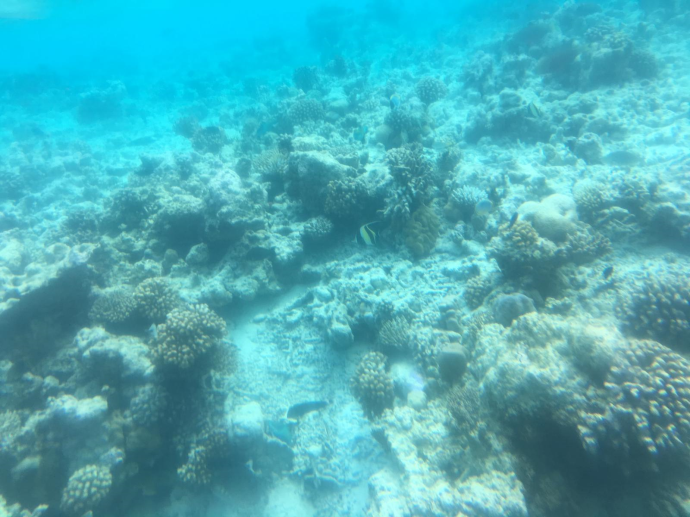 maldives-underwater