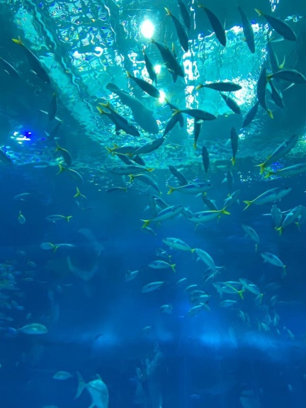 美麗海水族館