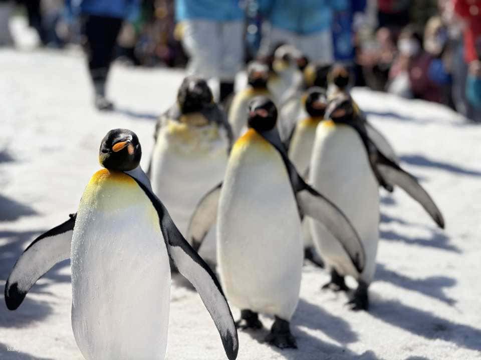 【日本｜北海道】旭山動物園門票