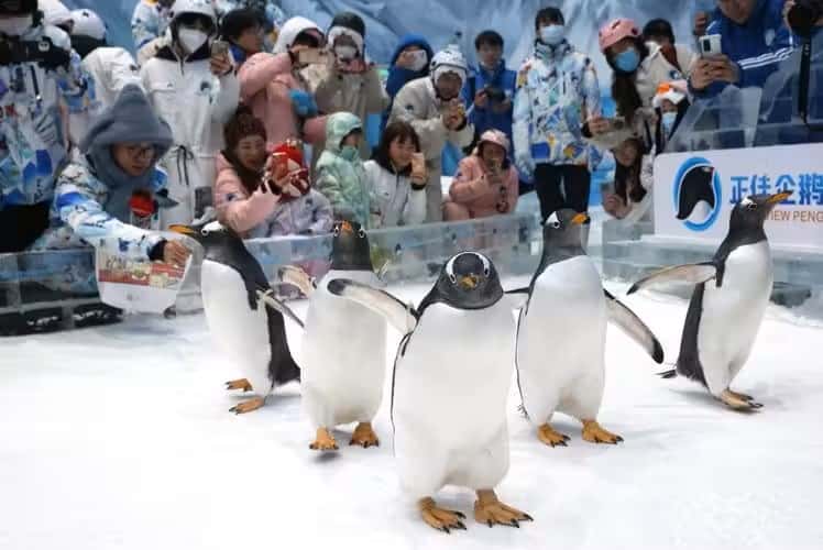 【廣東省團】3天 廣州新豐 白色聖誕 正佳冰雪世界(與企鵝相約聖誕)、香雪梅花節、四季果園