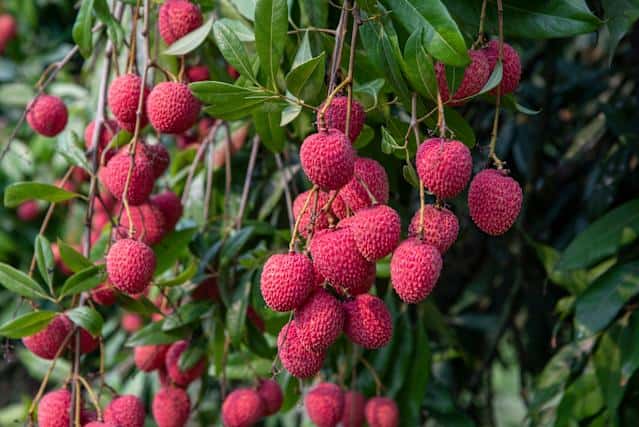 【廣東省團】中山 任摘任食荔枝/龍眼 美食純玩2天 深圳集散