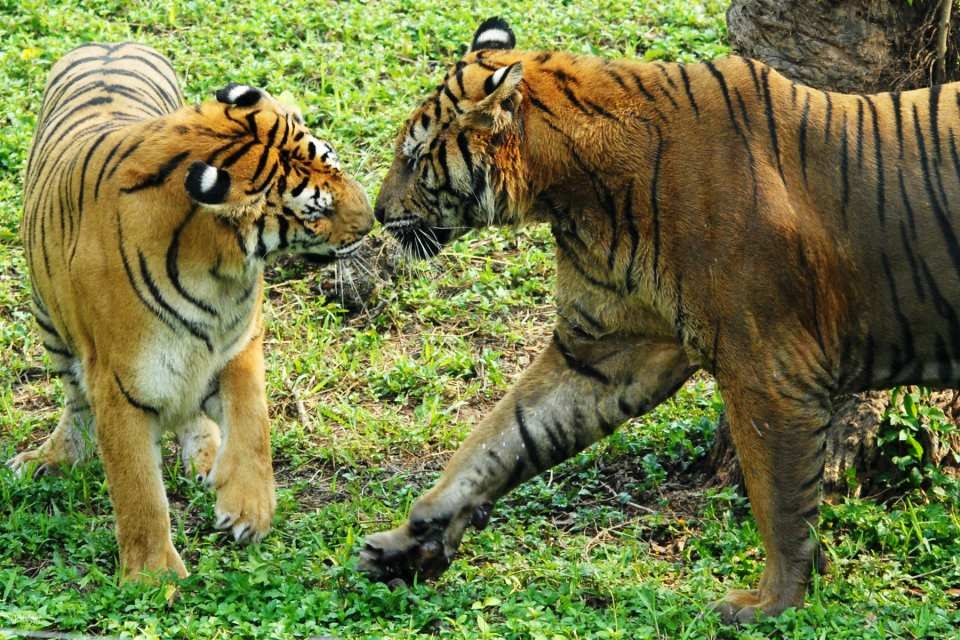 Shenzhen Safari Park Tickets (China | Shenzhen) - Activity Main Image