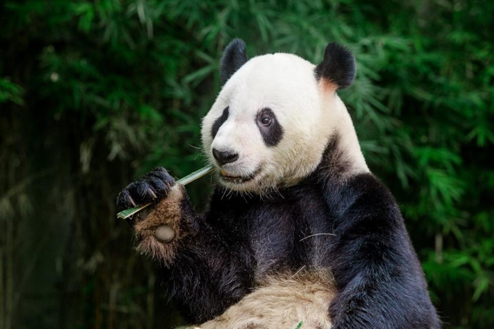 【中國|廣州】長隆野生動物世界門票 - 活動主圖
