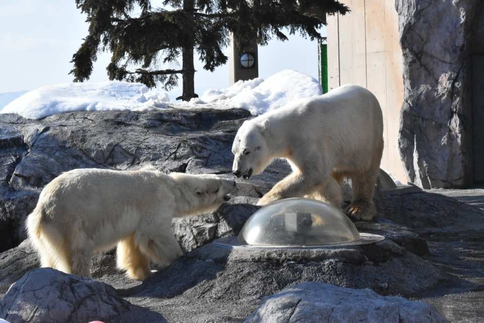 【日本|北海道】旭山動物園門票 - 活動主圖