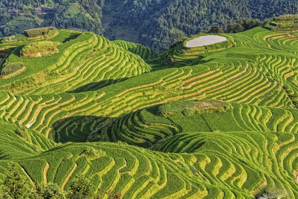 4天 桂林 龍脊梯田 不設購物點 (西九龍往返)